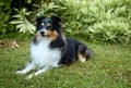 Sheltie shipherd dog, nature background Royalty Free Stock Photo