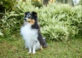 Sheltie shipherd dog, nature background Royalty Free Stock Photo