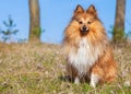 Sheltie sits on grass Royalty Free Stock Photo