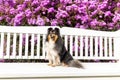 sheltie sitting outside on summer time on the white bench with background of blooming violet lilac flowers Royalty Free Stock Photo