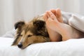 Sheltie sleeping with her owner Royalty Free Stock Photo