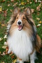 Sheltie Waiting Royalty Free Stock Photo