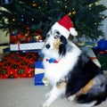 A Sheltie Wearing a Santa Hat