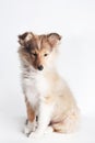 Isolated shetland sheepdog puppy in the studio