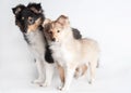 Isolated shetland sheepdog puppy in the studio