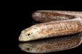 Sheltopusik or European Legless Lizard, Pseudopus apodus