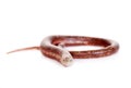 Sheltopusik or European Legless Lizard on white