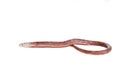 Sheltopusik or European Legless Lizard on white