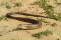 sheltopusik, Pseudopus apodus, european limbless lizard Royalty Free Stock Photo