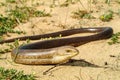 sheltopusik, Pseudopus apodus, european limbless lizard