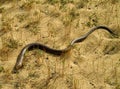 sheltopusik, Pseudopus apodus, european limbless lizard