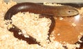 Sheltopusik (Pseudopus apodus)