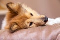 Shelty dog lies on bed Royalty Free Stock Photo