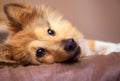 Shelty dog lies on bed Royalty Free Stock Photo