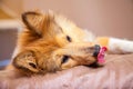 Shelty dog lies on bed Royalty Free Stock Photo