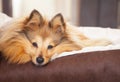 Shelty dog lies in dog basket Royalty Free Stock Photo