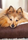 Shelty dog lies in dog basket Royalty Free Stock Photo