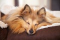 Shelty dog sleeps in dog basket Royalty Free Stock Photo