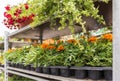 Shelves with different garden flowers for sale