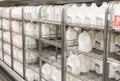 Shelves full of gallons of milk in store