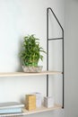 Shelves with green lucky bamboo in glass bowl and decor Royalty Free Stock Photo