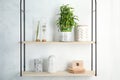 Shelves with green lucky bamboo in pot and decor Royalty Free Stock Photo