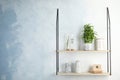 Shelves with green lucky bamboo in pot Royalty Free Stock Photo