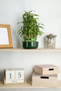 Shelves with green lucky bamboo in pot and decor Royalty Free Stock Photo