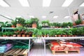 Shelves with variety of small pottery plants