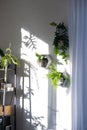 Shelves on the wall in the form of honeycombs with house plants fern, epiphyllum in the white interior of the house with shadows