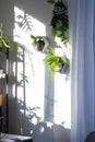 Shelves on the wall in the form of honeycombs with house plants fern, epiphyllum in the white interior of the house with shadows