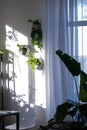 Shelves on the wall in the form of honeycombs with house plants fern, epiphyllum in the white interior of the house with shadows