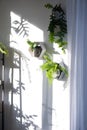 Shelves on the wall in the form of honeycombs with house plants fern, epiphyllum in the white interior of the house with shadows