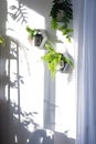 Shelves on the wall in the form of honeycombs with house plants fern, epiphyllum in the white interior of the house with shadows