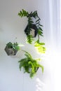 Shelves on the wall in the form of honeycombs with house plants fern, epiphyllum in the white interior of the house with shadows