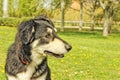 Shemale doggie with a flower in her mouth Royalty Free Stock Photo