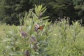 Butterfly on a Milkweed Plant Royalty Free Stock Photo