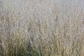 Shenandoah switch grass Royalty Free Stock Photo