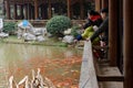 Tourist ornamental goldfish-A corner of the park