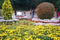 Shenzhen, China: Chrysanthemum exhibitions