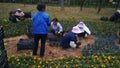 Shenzhen, China: garden workers planting flowers.