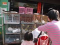 Shenzhen, China: pet market in rabbit