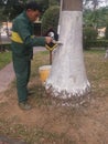 Shenzhen, China: Workers brush the roots of trees with lime water to prevent insects