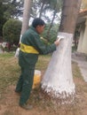 Shenzhen, China: Workers brush the roots of trees with lime water to prevent insects