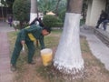 Shenzhen, China: Workers brush the roots of trees with lime water to prevent insects