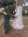 Shenzhen, China: Workers brush the roots of trees with lime water to prevent insects