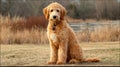 Shepadoodle Mixed Breed Dog - Professional Image Usage Royalty Free Stock Photo