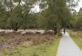 Shepard with flock of sheep grazing