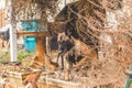 Shepard Puppy and Dachsund Playing Outside Royalty Free Stock Photo