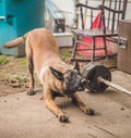 Shepard Puppy Playing Outside